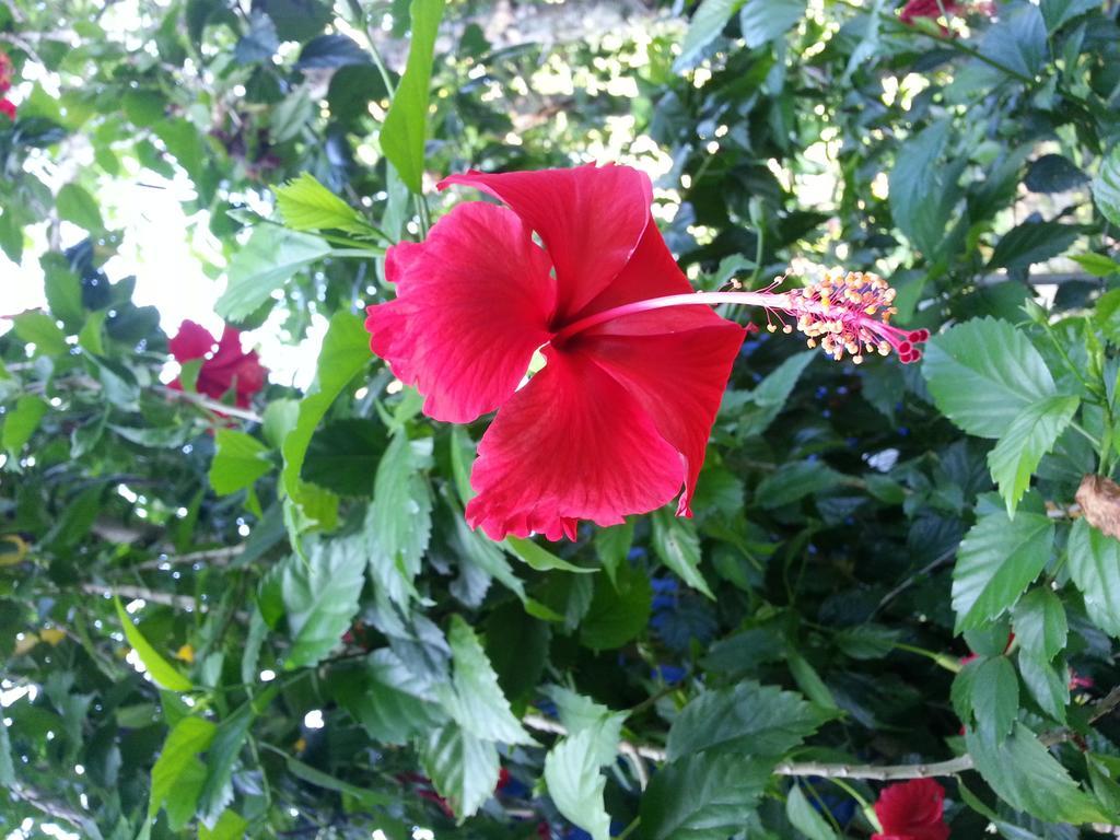 La Vida Hostel Samal Island מראה חיצוני תמונה